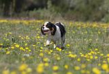 CAVALIER KING CHARLES 607